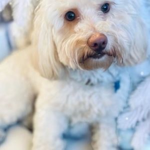 Meet your Posher, Lila